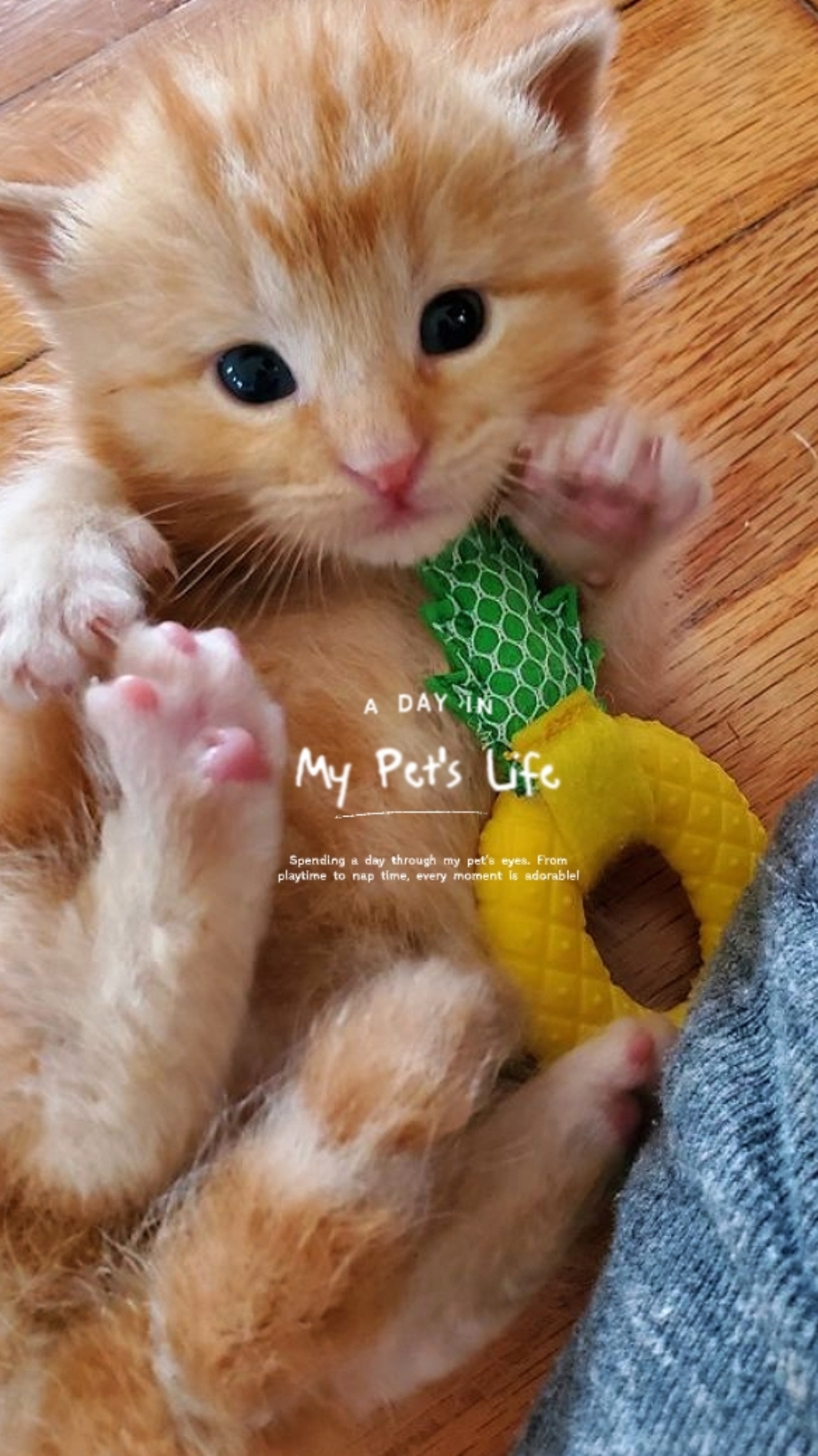 Mi Vida De Mascota