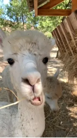Zoo vlog