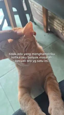 bro kucing