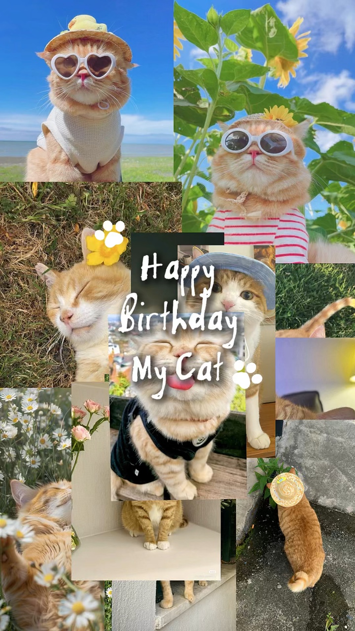 Geburtstag meine Katze