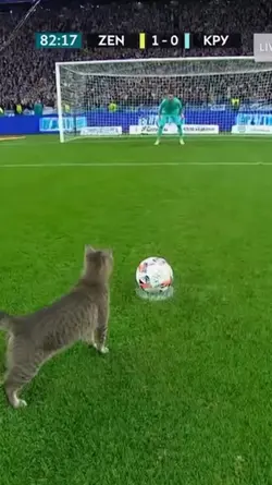 Cat football 