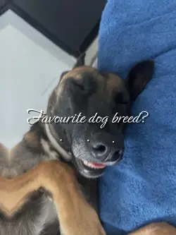 belgian malinois