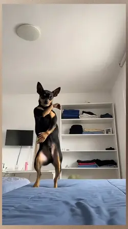 Dancing Dog