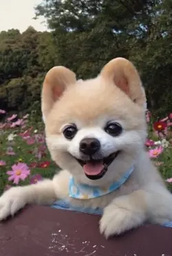 반려견이 사랑스러운 이유 