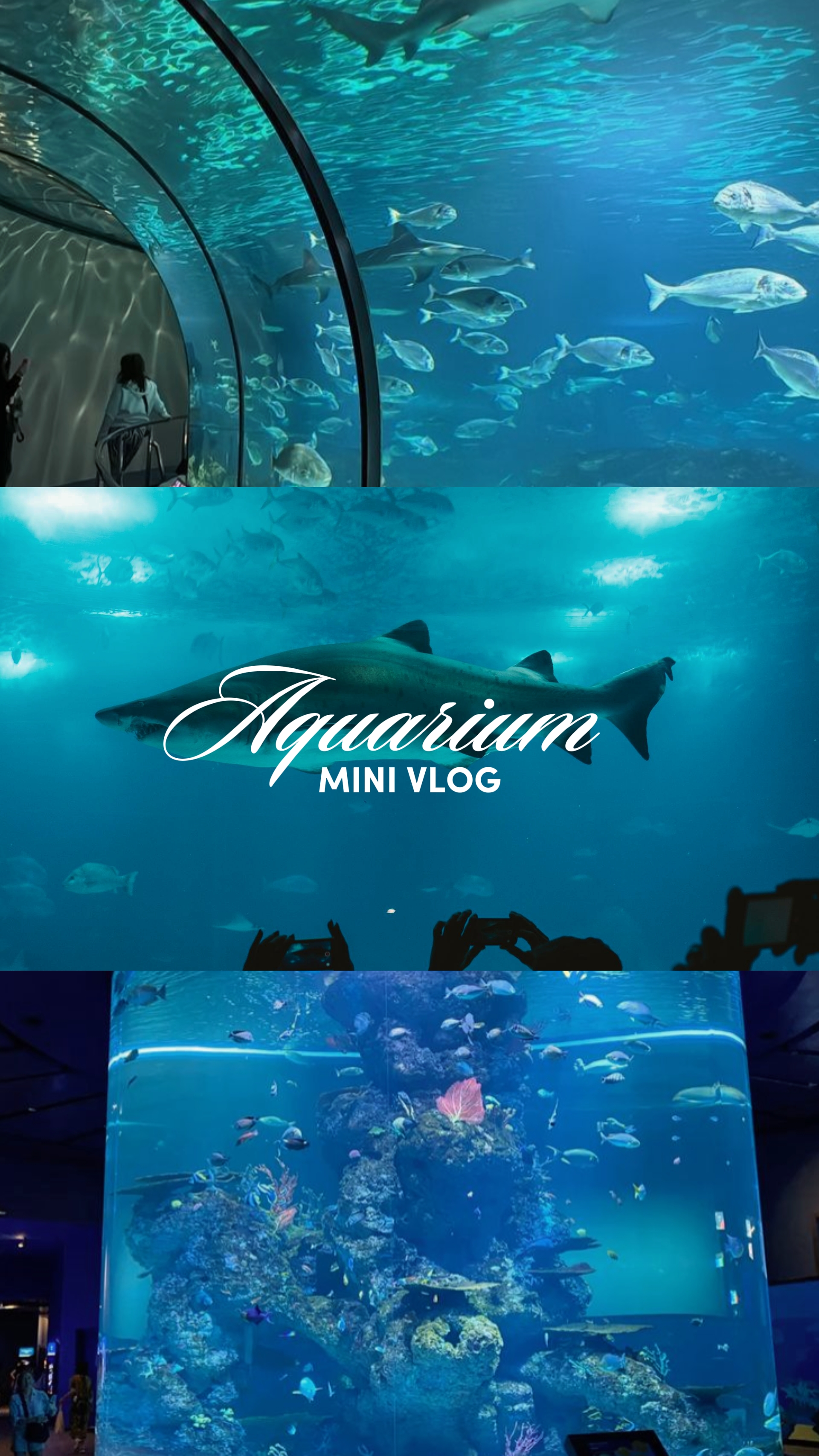 aquarium mini vlog