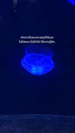 แมงกะพรุน