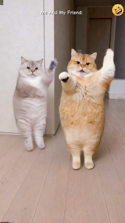 Funny Dance Cat