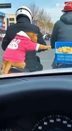 cat
