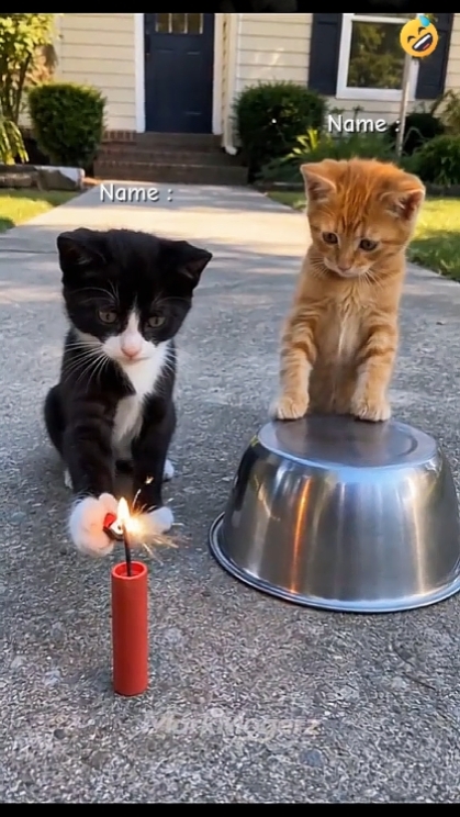 Gato Engraçado. 