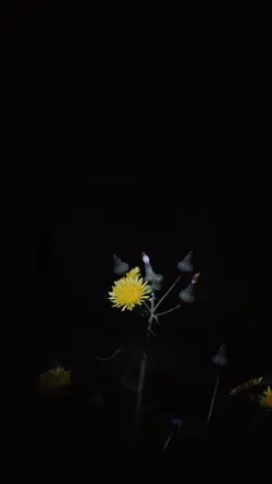 Rikala adi metilarrr