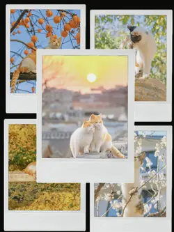 5Pics Trend Cats