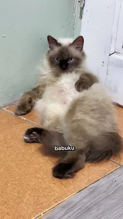 kucing introvert