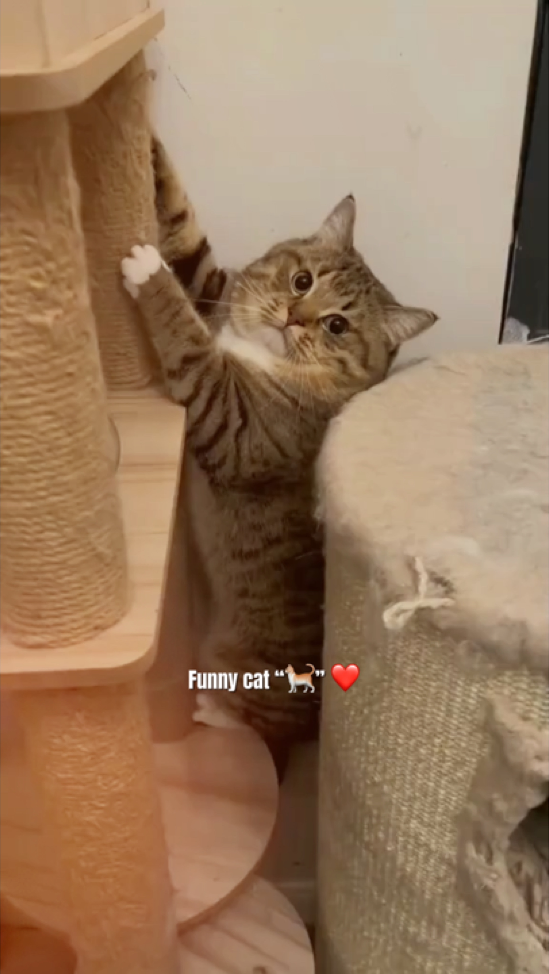 Kucing lucu