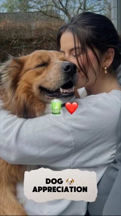 batterie de chien