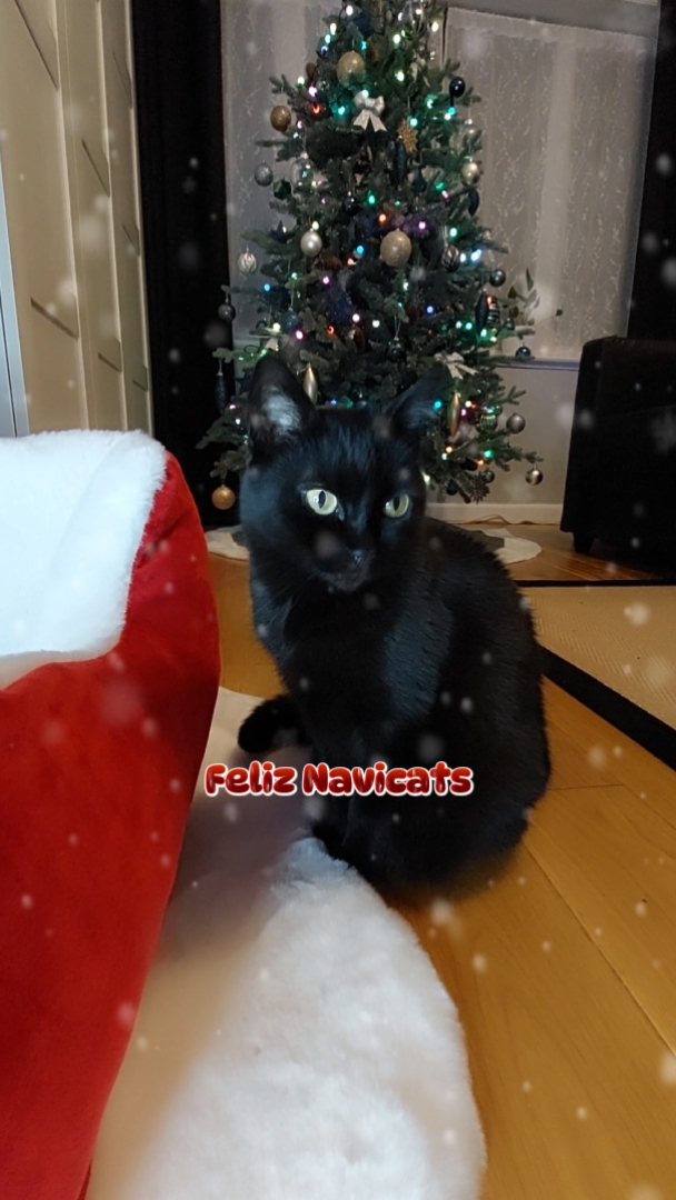 Feliz Navicats