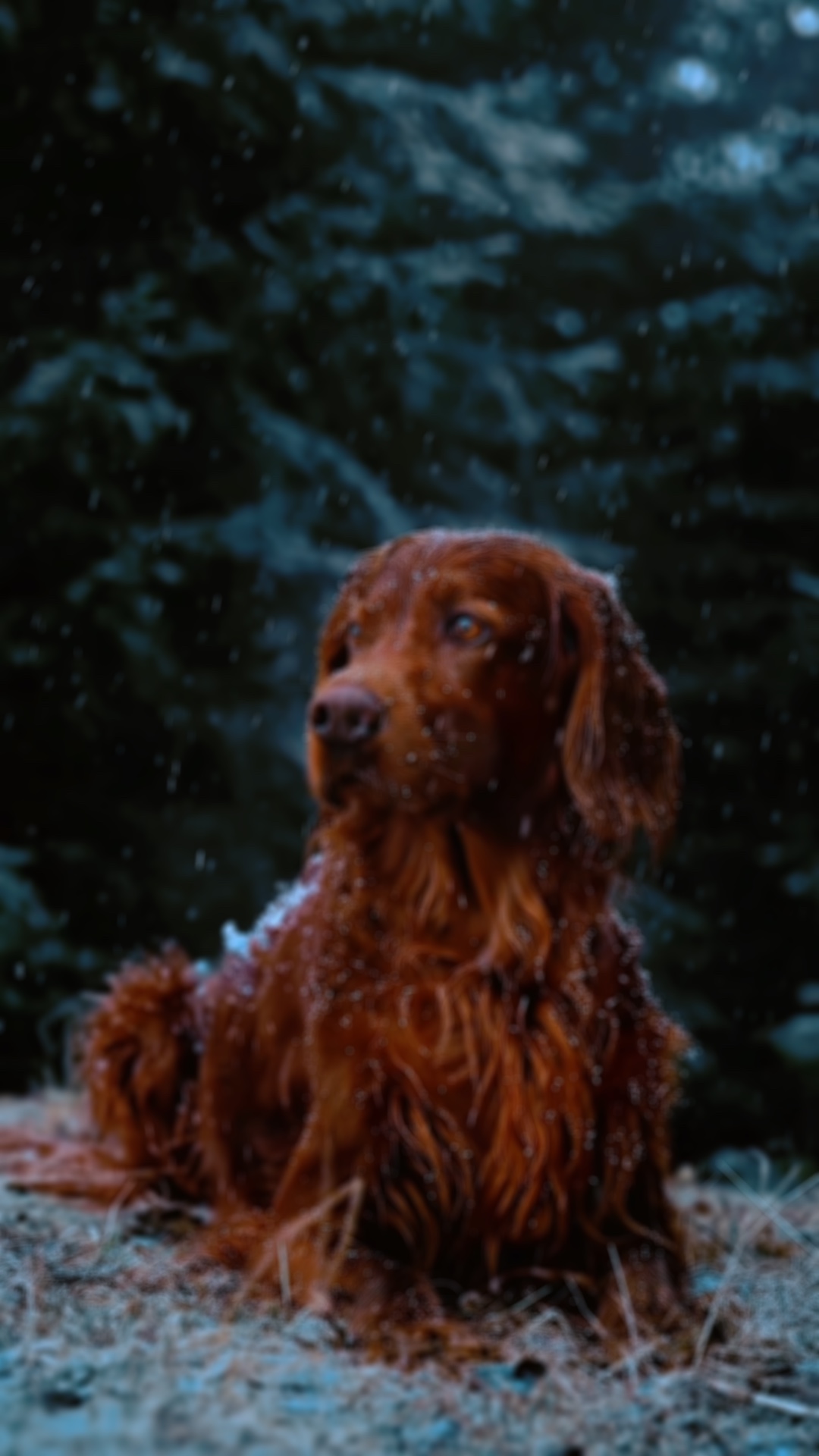 CÃO Lento |