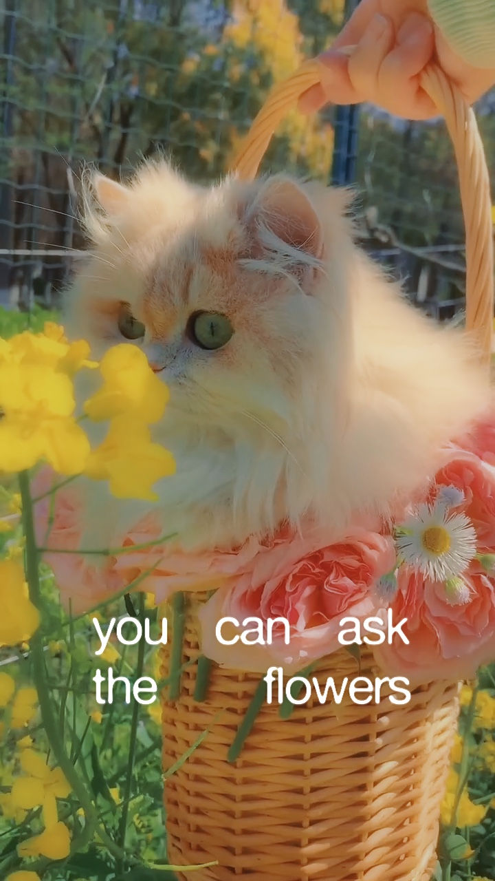 Kucing kecil yang cantik