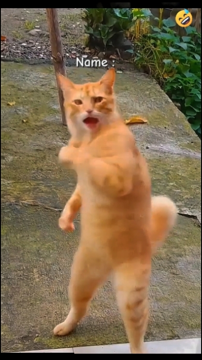 Gato Divertido