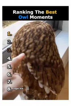 the best owl