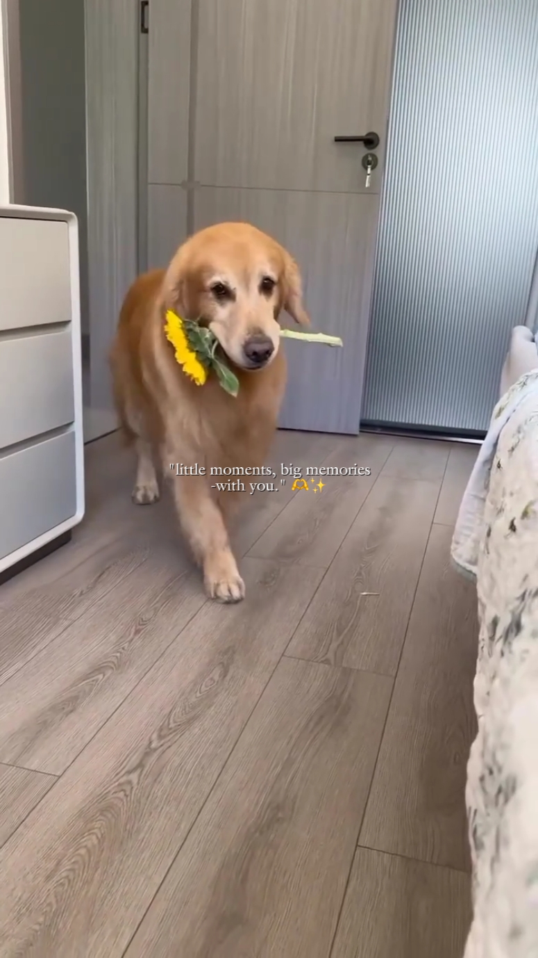 histoire : j'aime le chien