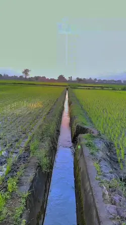 dawai asmara 