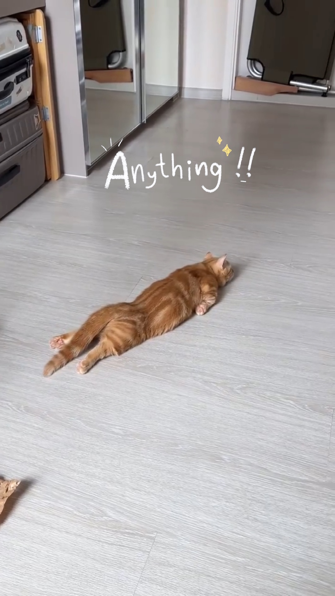 tembel kedi