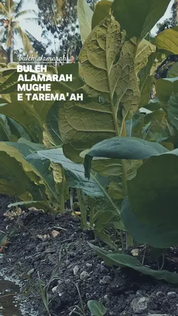 BULEH ALAMARAH