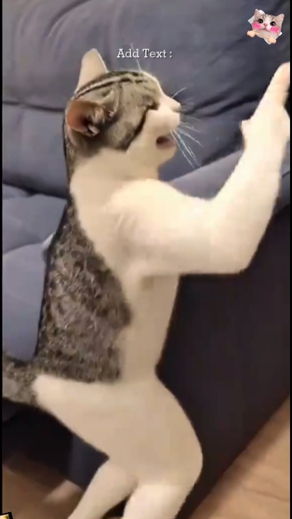 Funny Cat