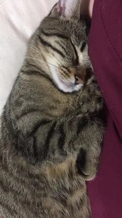 Kucing bobo siang