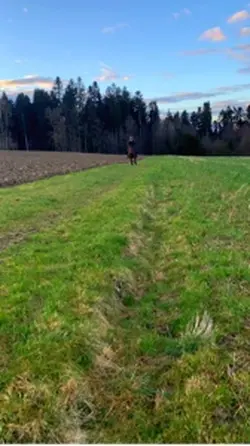 slowmo horse ❤️‍🔥