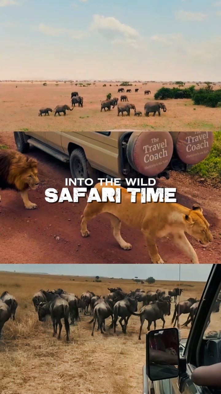 safari time