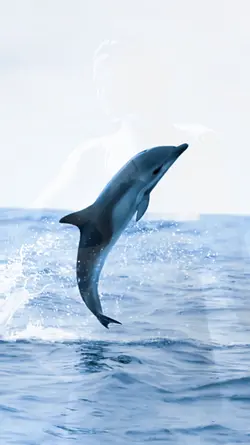 SIMPLY DOLPHINS 