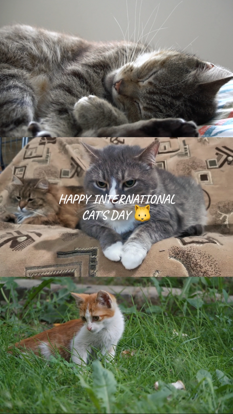 selamat hari kucing