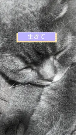 ブルックでした