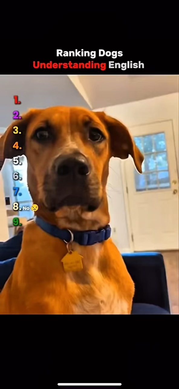 Funny dogs