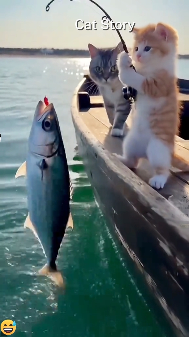 Cat Story Trending