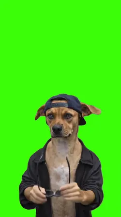 Cachorro/Dog.