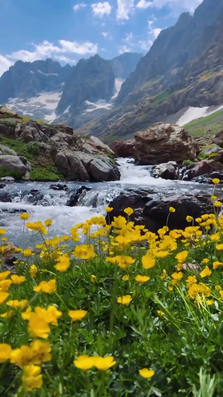 Aesthetic flowers