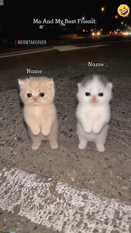 Lindo gato. 