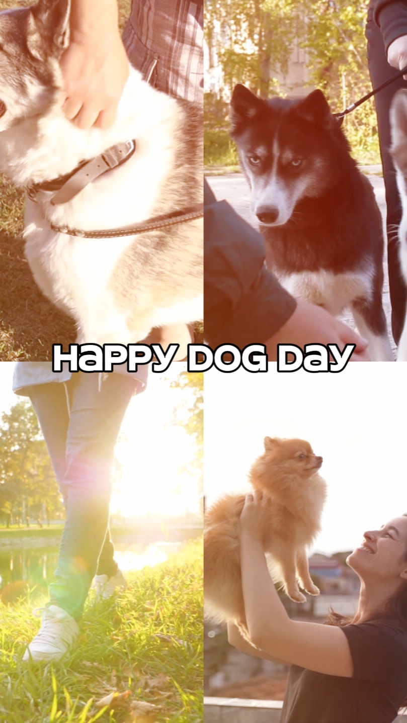 Feliz dia do cachorro