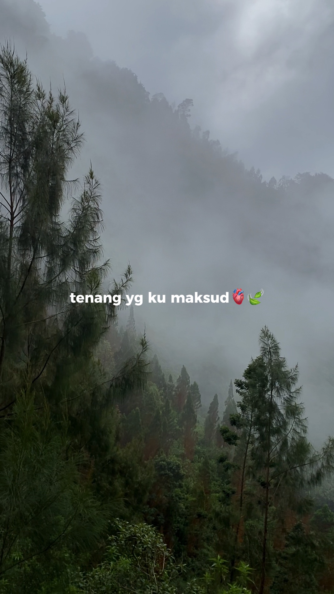 1 Video alam