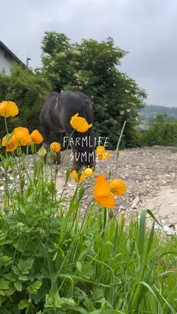🚜🌾👩‍🌾☀️🐴🐮🐔