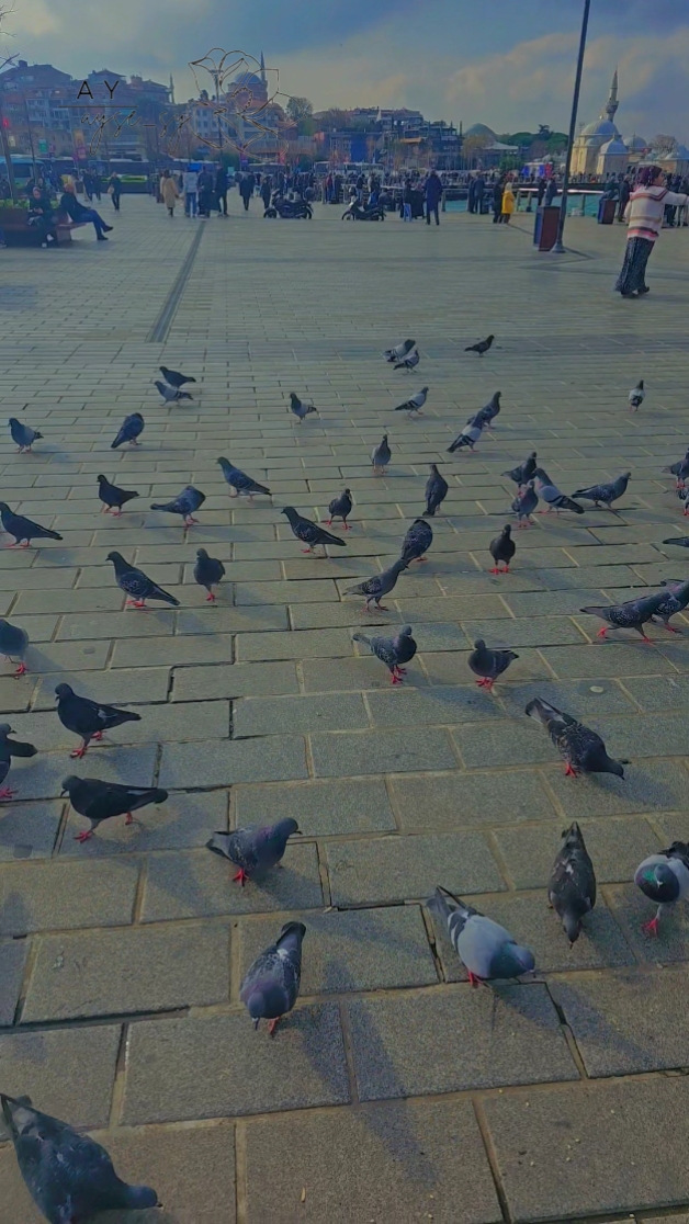 الون زهري العشق