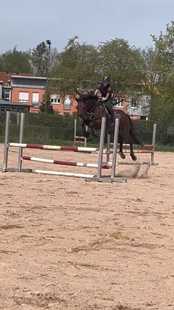 🐎🐎