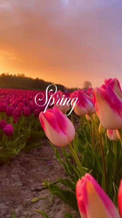 Spring
