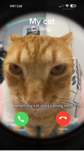 Kucing saya menelepon 