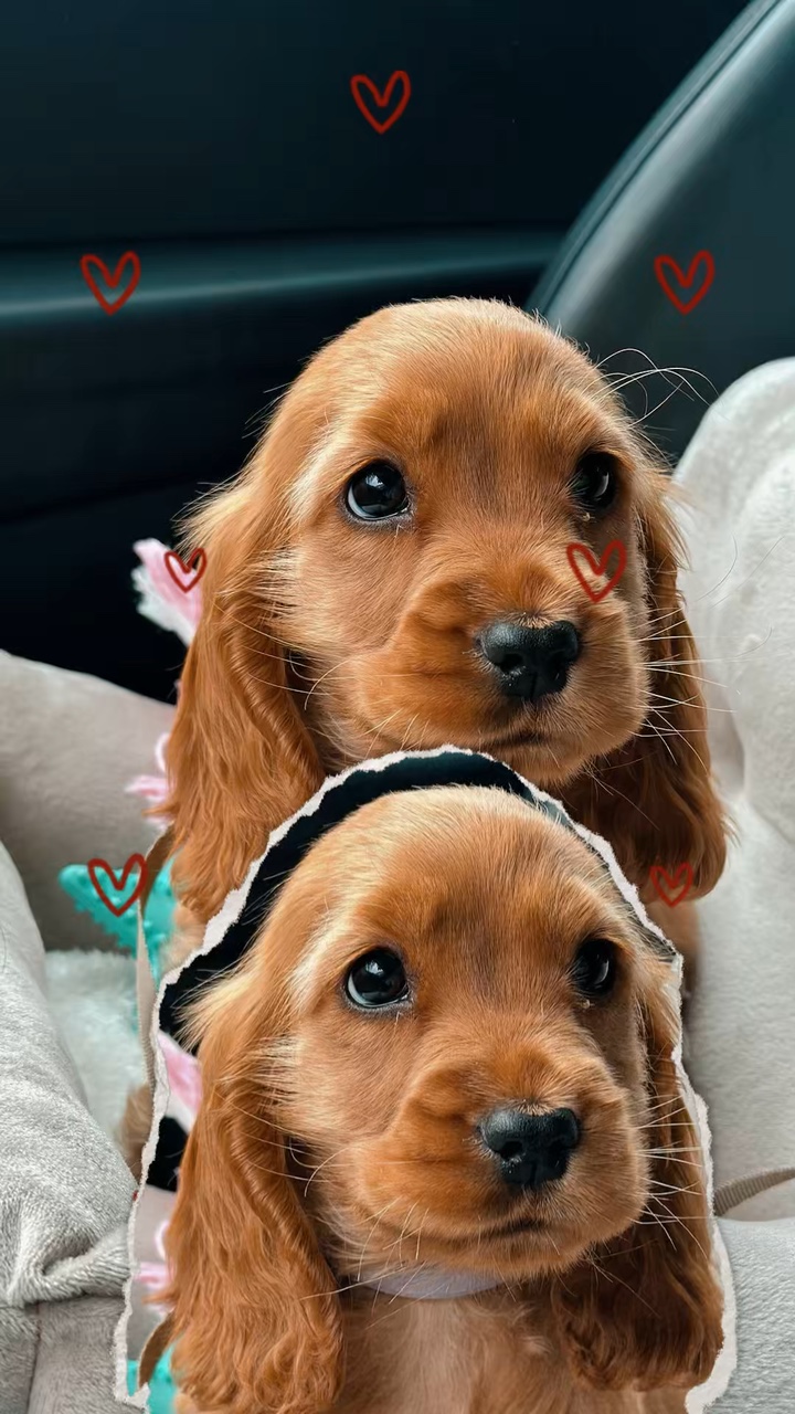 Dog cute 3D