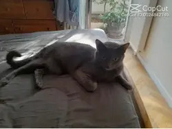 POV