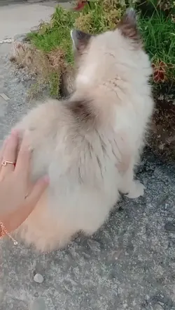 kucing