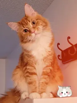 ស្រលាញ់អូន១ទៅបង